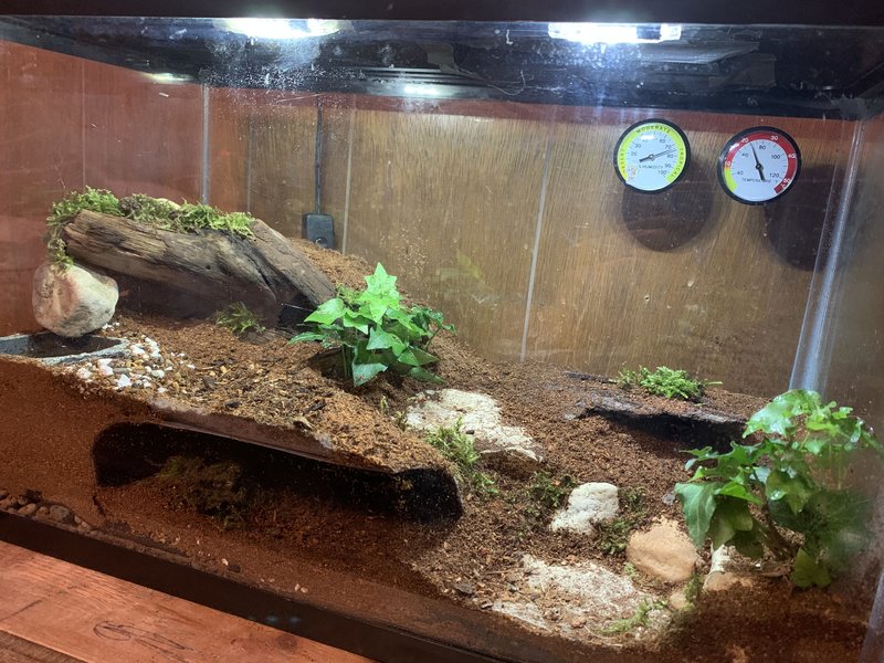 Best Enclosure Setup For The Asian Forest Scorpion