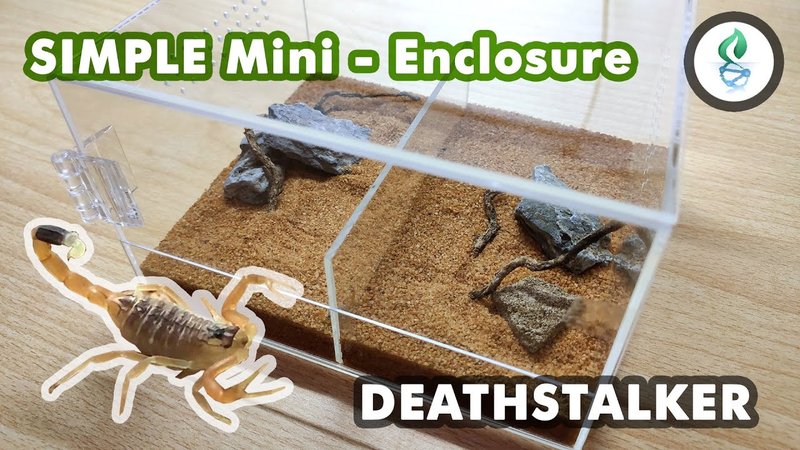 Best Enclosure Setup For The Deathstalker Scorpion