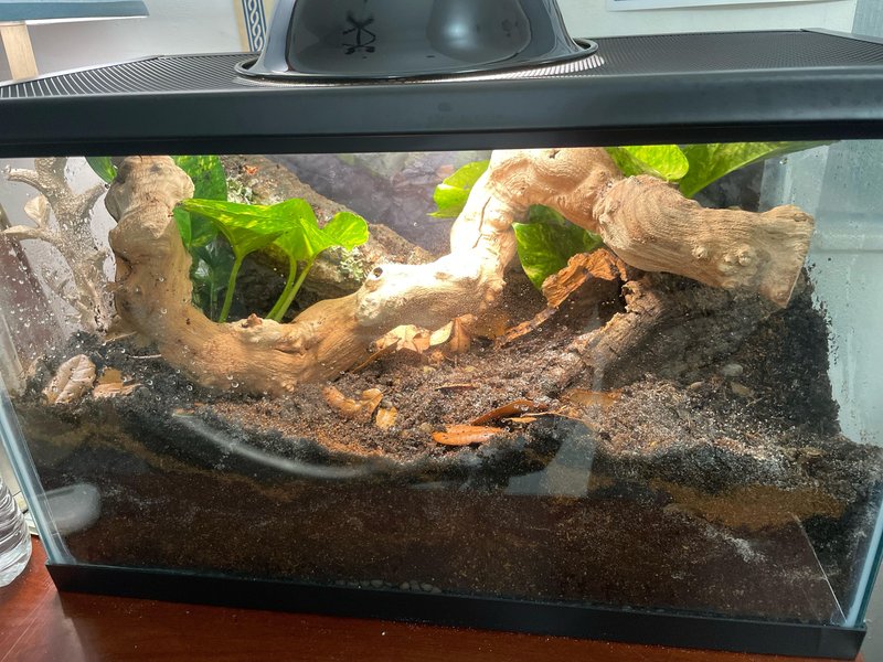 Best Enclosure Setup For The Emperor Scorpion