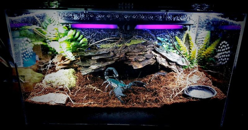 Best Enclosure Setup For The Fat-Tailed Scorpion