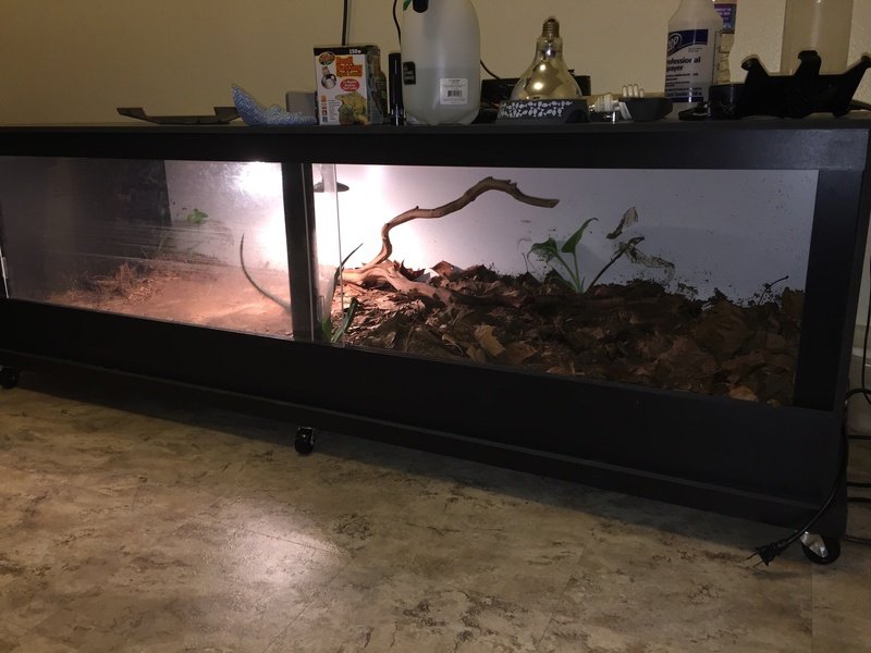 Best Enclosure Setup For The Giant Hairy Scorpion