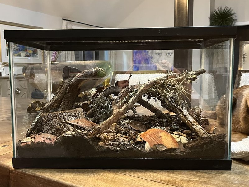 Best Enclosure Setup For The Striped Bark Scorpion