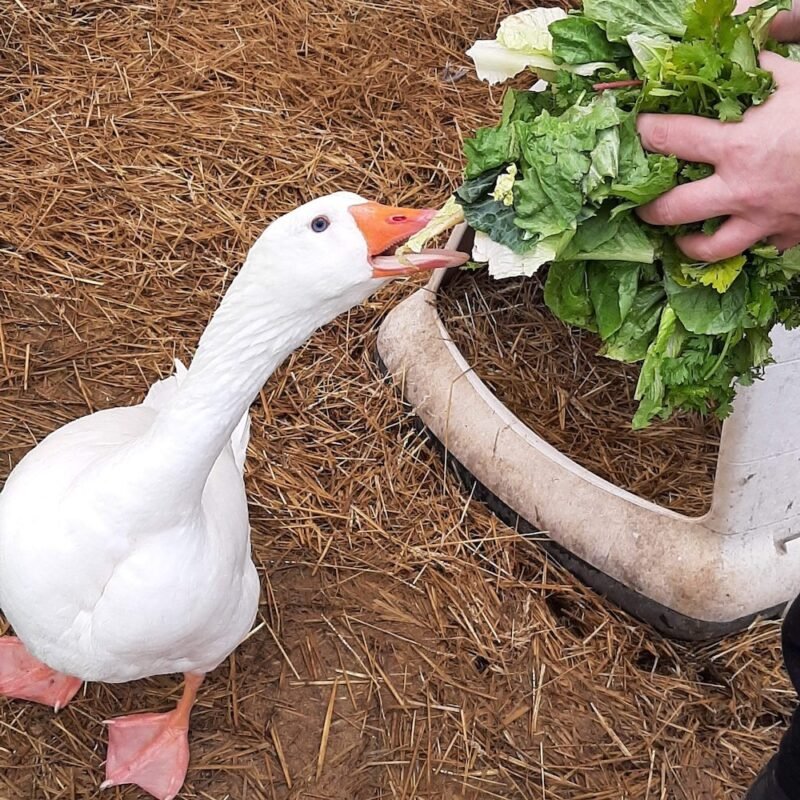 Best Feed And Supplements For Laying Geese