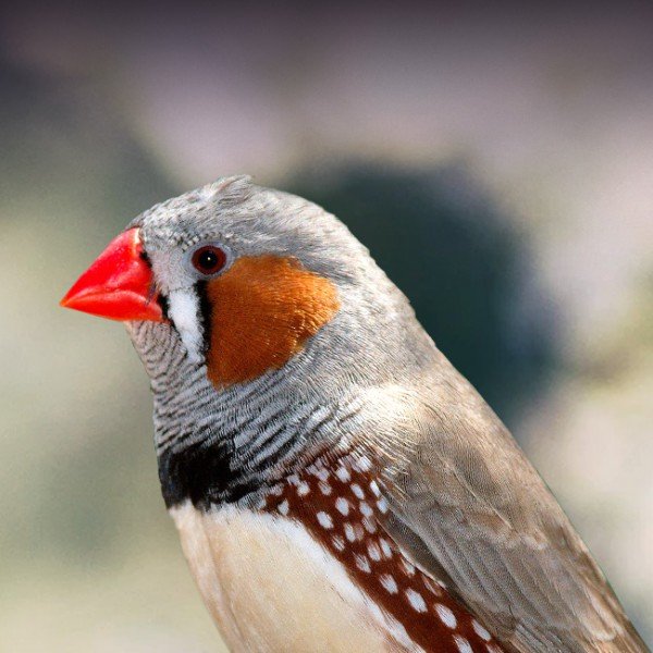 Best Finch Species To Keep As Pets: Zebra, Society, And More