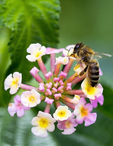 Best Flowers And Plants For Attracting Bees