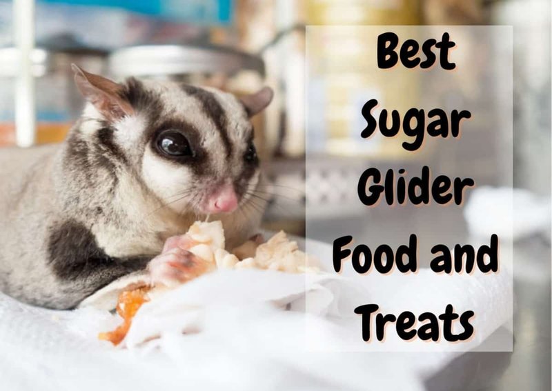 Best Foods And Treats For Sugar Gliders