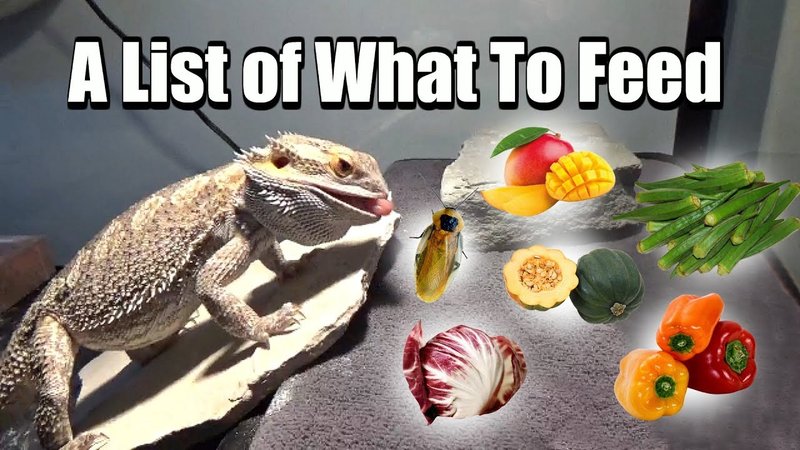 Best Foods For Bearded Dragons By Age (Juvenile To Adult)
