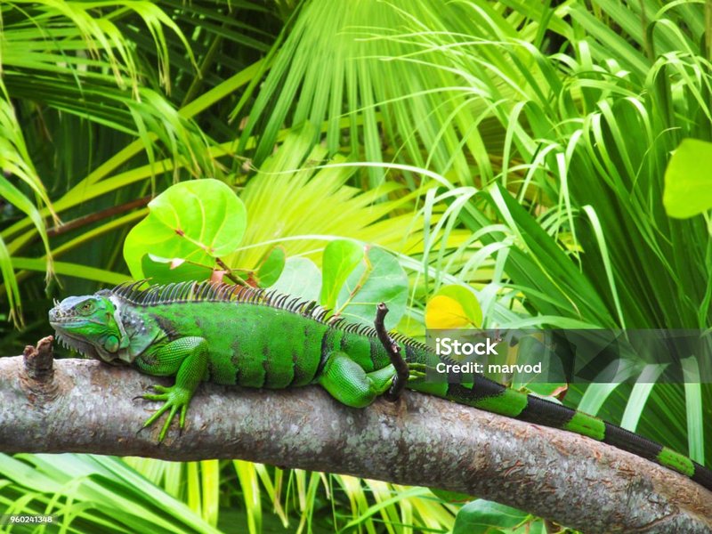 Best Habitat Setup For A Green Iguana