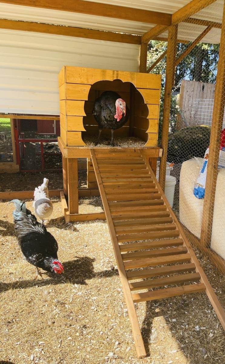 Best Housing And Coop Setup For Turkeys
