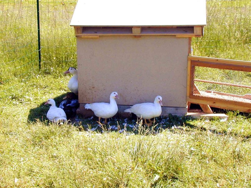 Best Housing And Shelter Setup For Geese