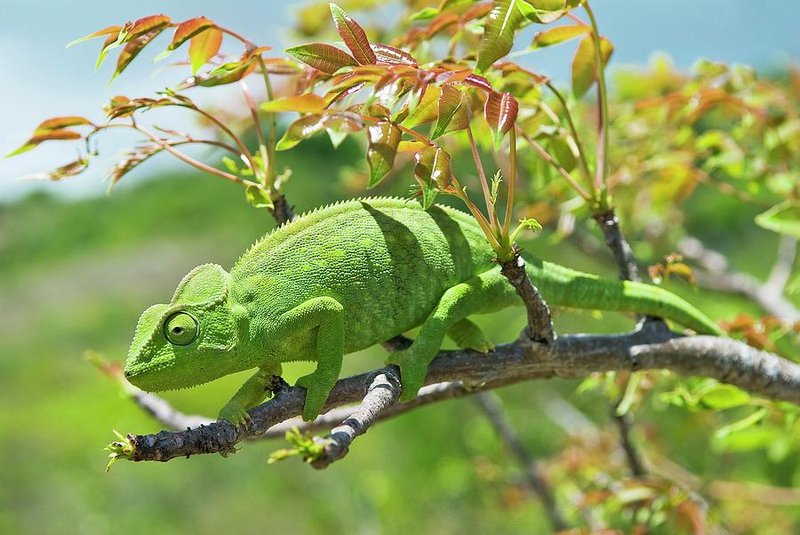Best Plants And Dã©Cor For A Flap-Necked Chameleon Habitat