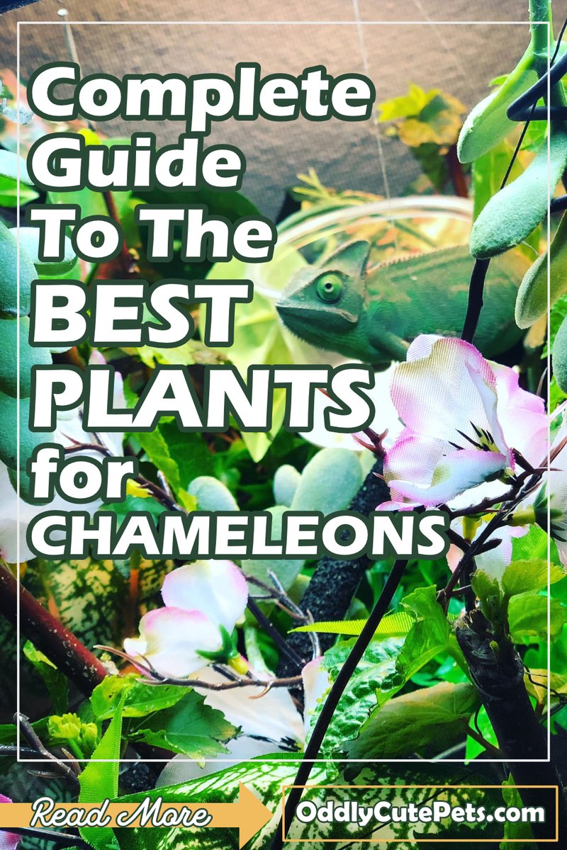Best Plants And Dã©Cor For A Jackson'S Chameleon Habitat