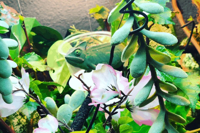 Best Plants And Dã©Cor For A Oustalet'S Chameleon Habitat