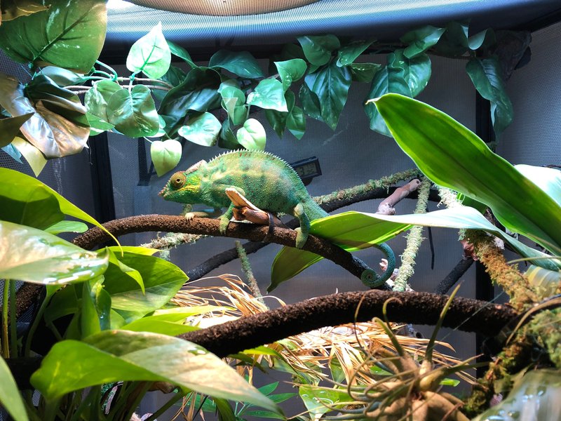 Best Plants And Dã©Cor For A Panther Chameleon Habitat