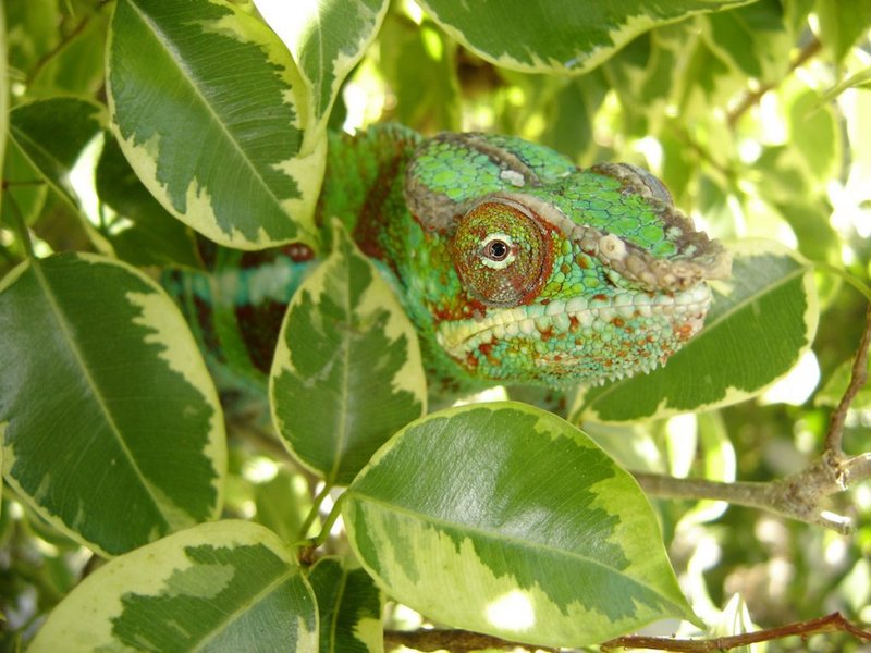 Best Plants And Dã©Cor For A Veiled Chameleon Habitat