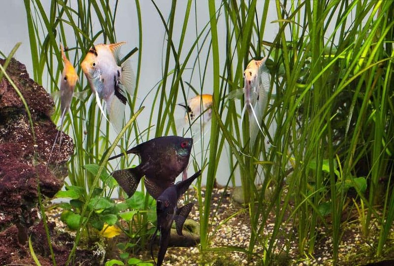 Best Plants And Substrate For Angelfish Tanks