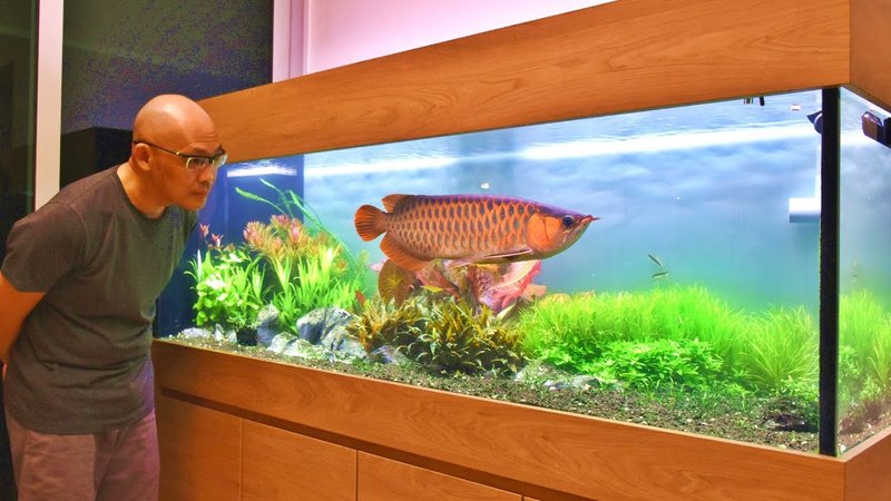 Best Plants And Substrate For Arowana Tanks