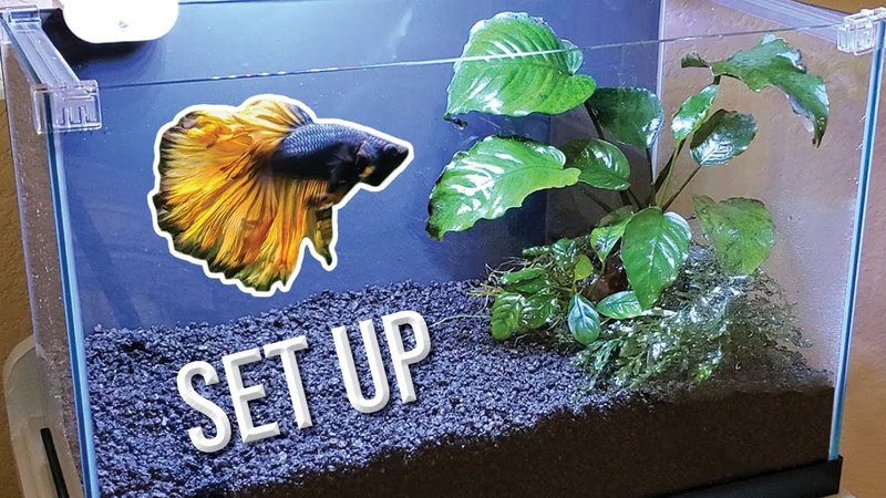 Best Plants And Substrate For Betta Fish Tanks