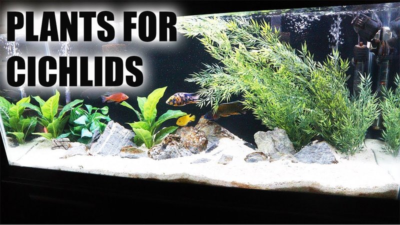 Best Plants And Substrate For Cichlid Tanks