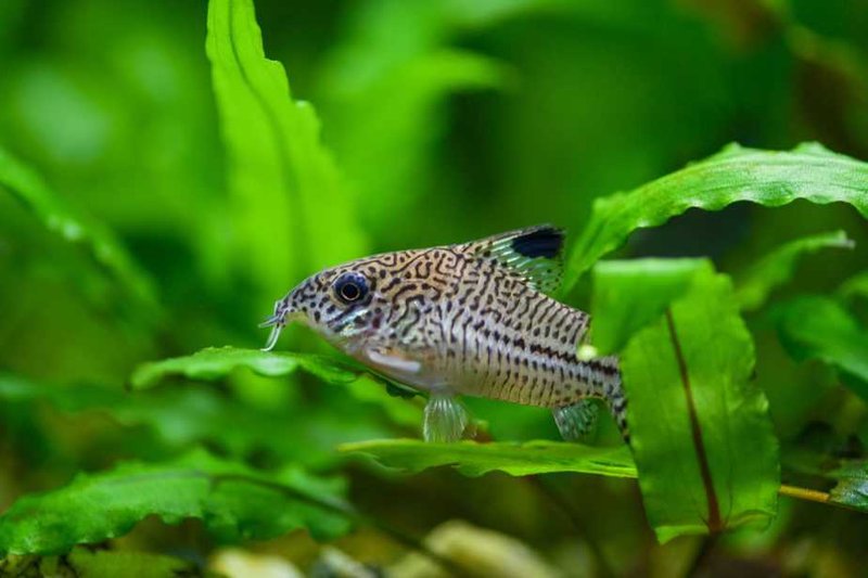 Best Plants And Substrate For Corydoras Catfish Tanks