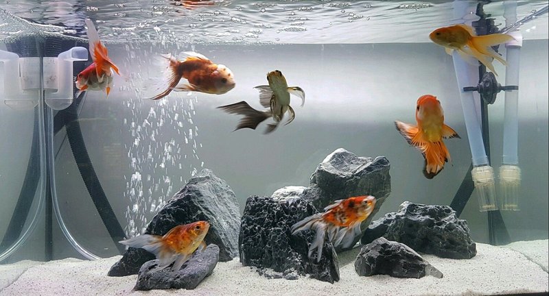 Best Plants And Substrate For Goldfish Tanks