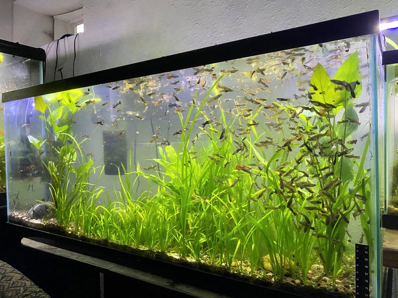 Best Plants And Substrate For Guppy Tanks