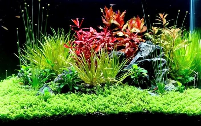Best Plants And Substrate For Loach Tanks
