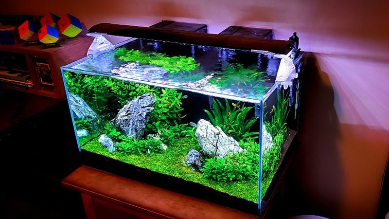 Best Plants And Substrate For Platy Tanks