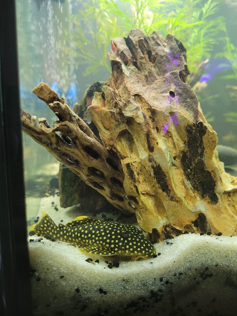 Best Plants And Substrate For Plecostomus Tanks
