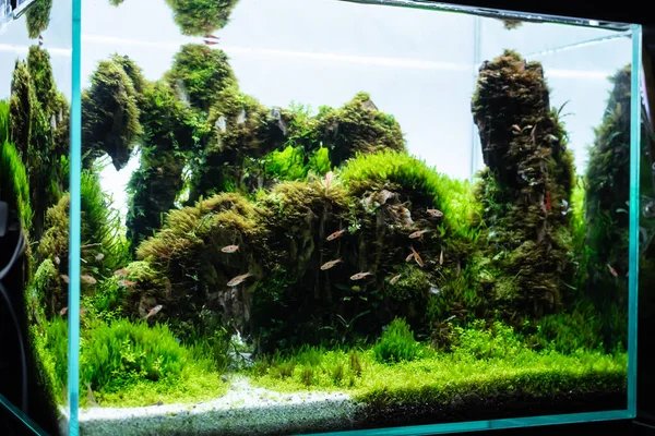 Best Plants And Substrate For Rasbora Tanks