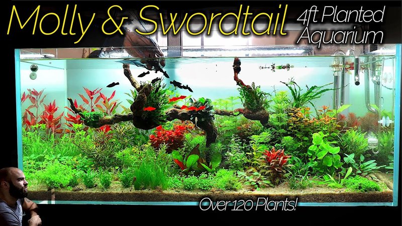 Best Plants And Substrate For Swordtail Tanks