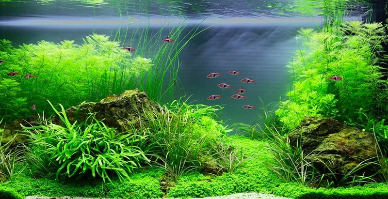 Best Plants And Substrate For Tetra Tanks