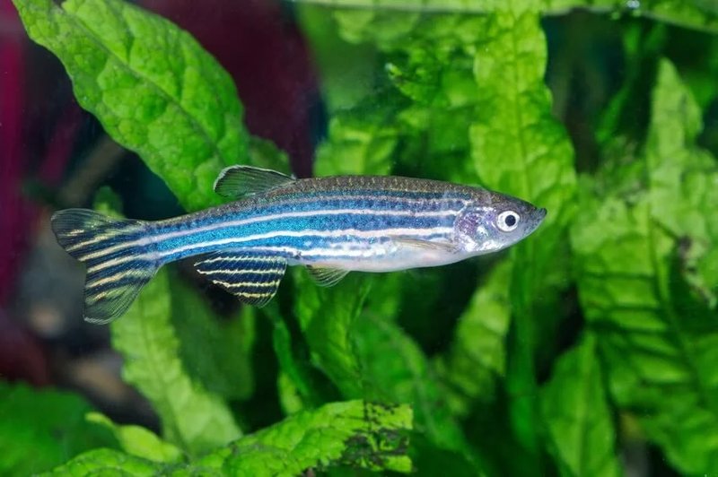 Best Plants And Substrate For Zebra Danio Tanks