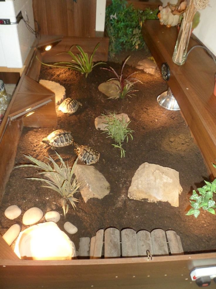 Best Plants To Grow In A Tortoise Enclosure