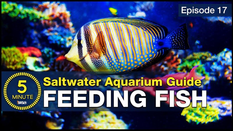 Best Practices For Feeding Saltwater Fish