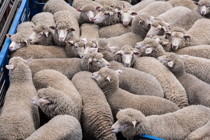Best Practices For Moving And Transporting Sheep