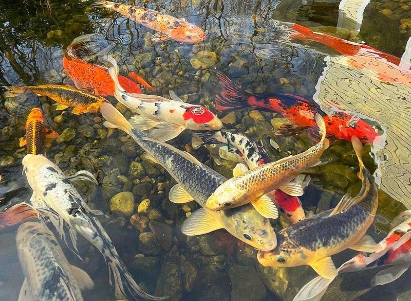 Best Practices For Winterizing A Koi Pond