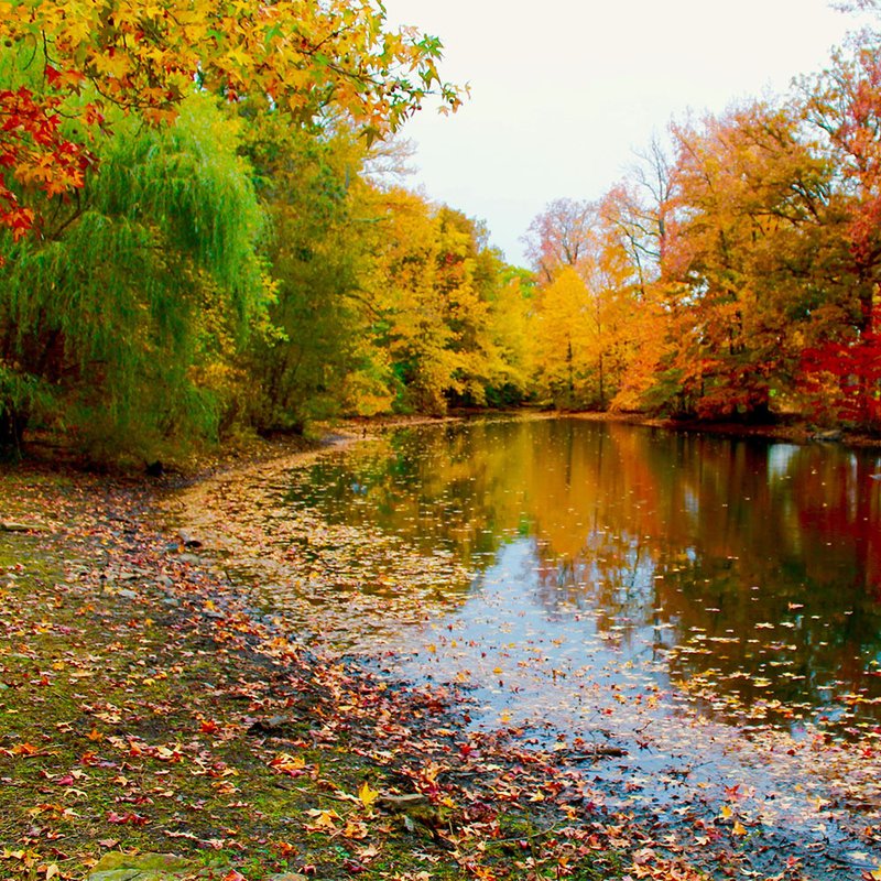 Best Practices For Winterizing A Salmon Pond