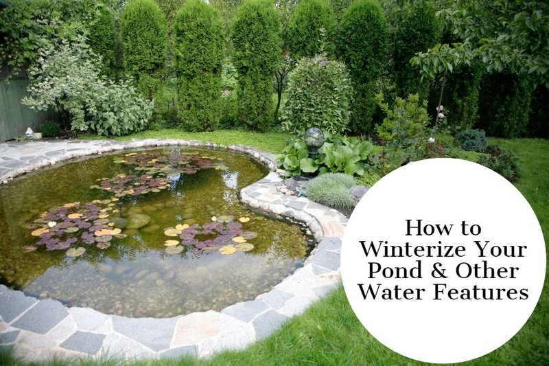 Best Practices For Winterizing A Tilapia Pond