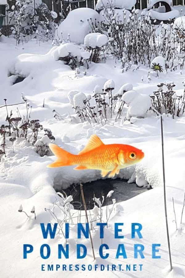 Best Practices For Winterizing A Trout Pond