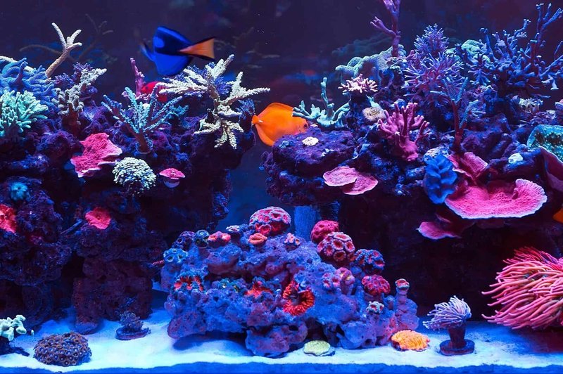 Best Saltwater Fish That Get Along In Community Tanks