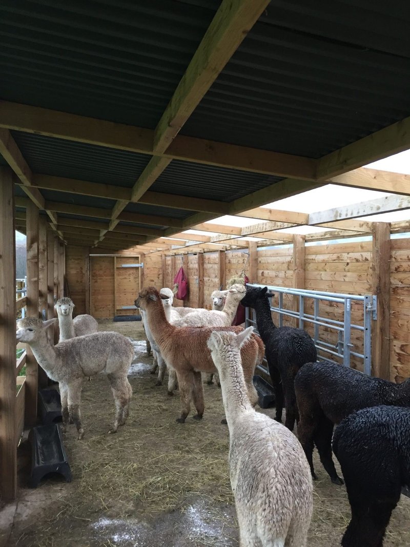 Best Shelter And Housing Setup For Alpacas