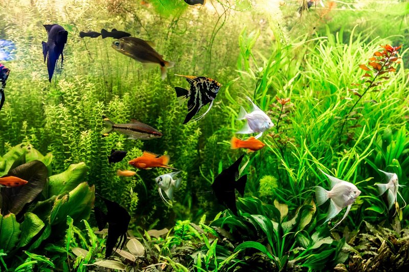 Best Tank Mates For A Peaceful Community Aquarium