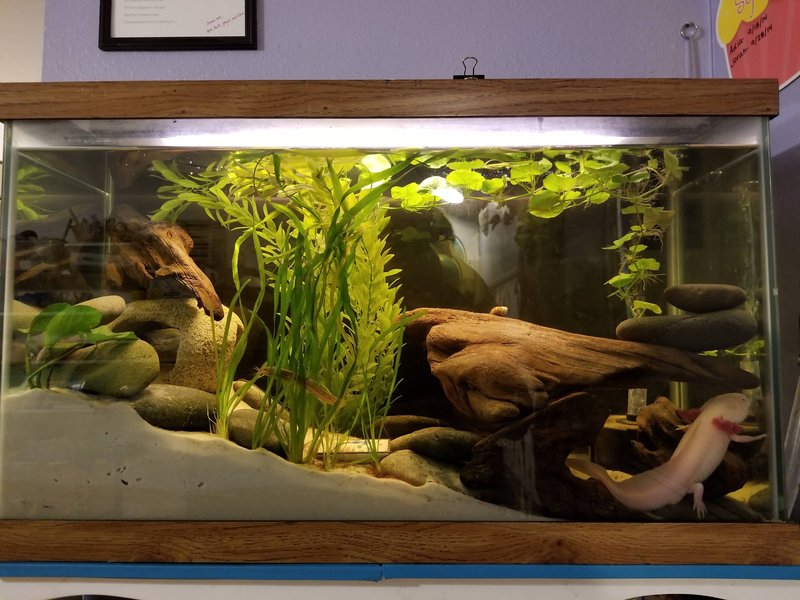 Best Tank Setup For Your Axolotl (Size, Filter, Temperature)
