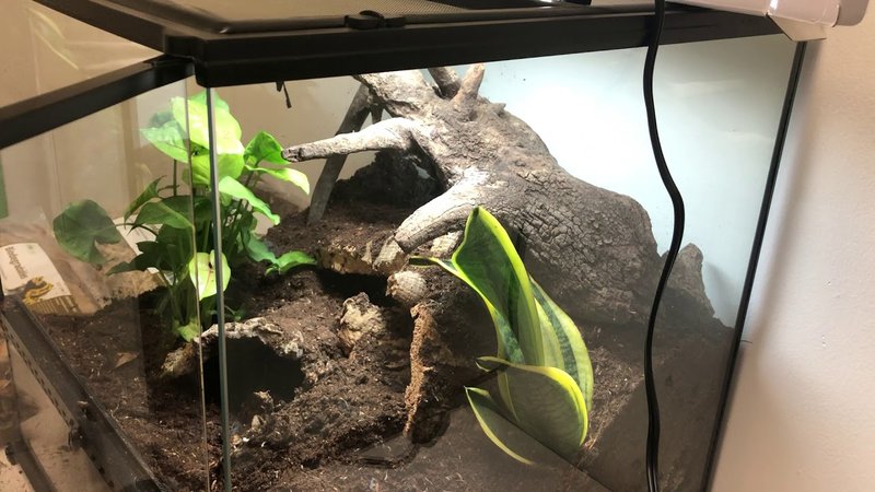 Best Terrarium Setup For The Brazilian Black Tarantula