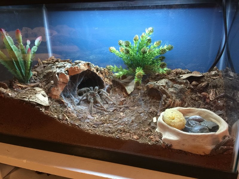 Best Terrarium Setup For The Chilean Rose Tarantula