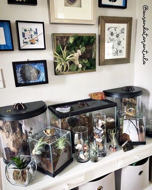 Best Terrarium Setup For The Cobalt Blue Tarantula