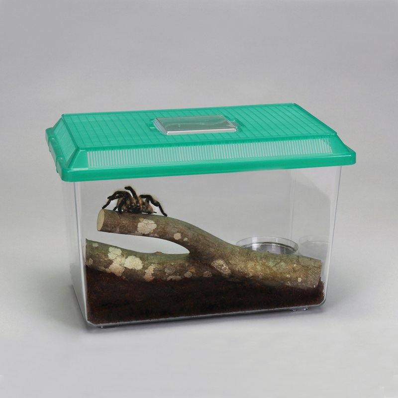 Best Terrarium Setup For The Curly Hair Tarantula