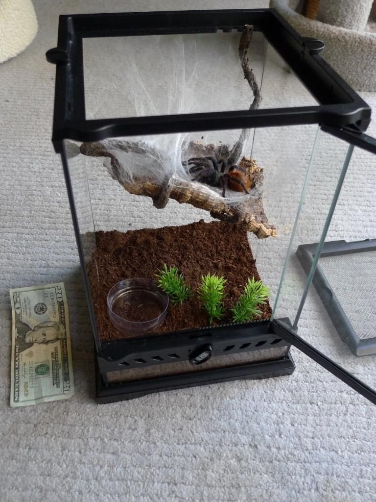 Best Terrarium Setup For The Greenbottle Blue Tarantula