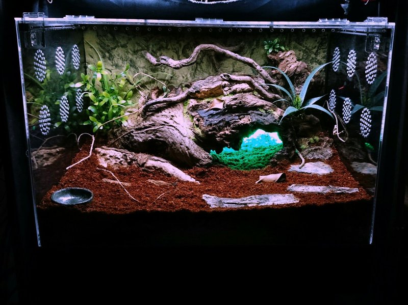 Best Terrarium Setup For The Mexican Redknee Tarantula